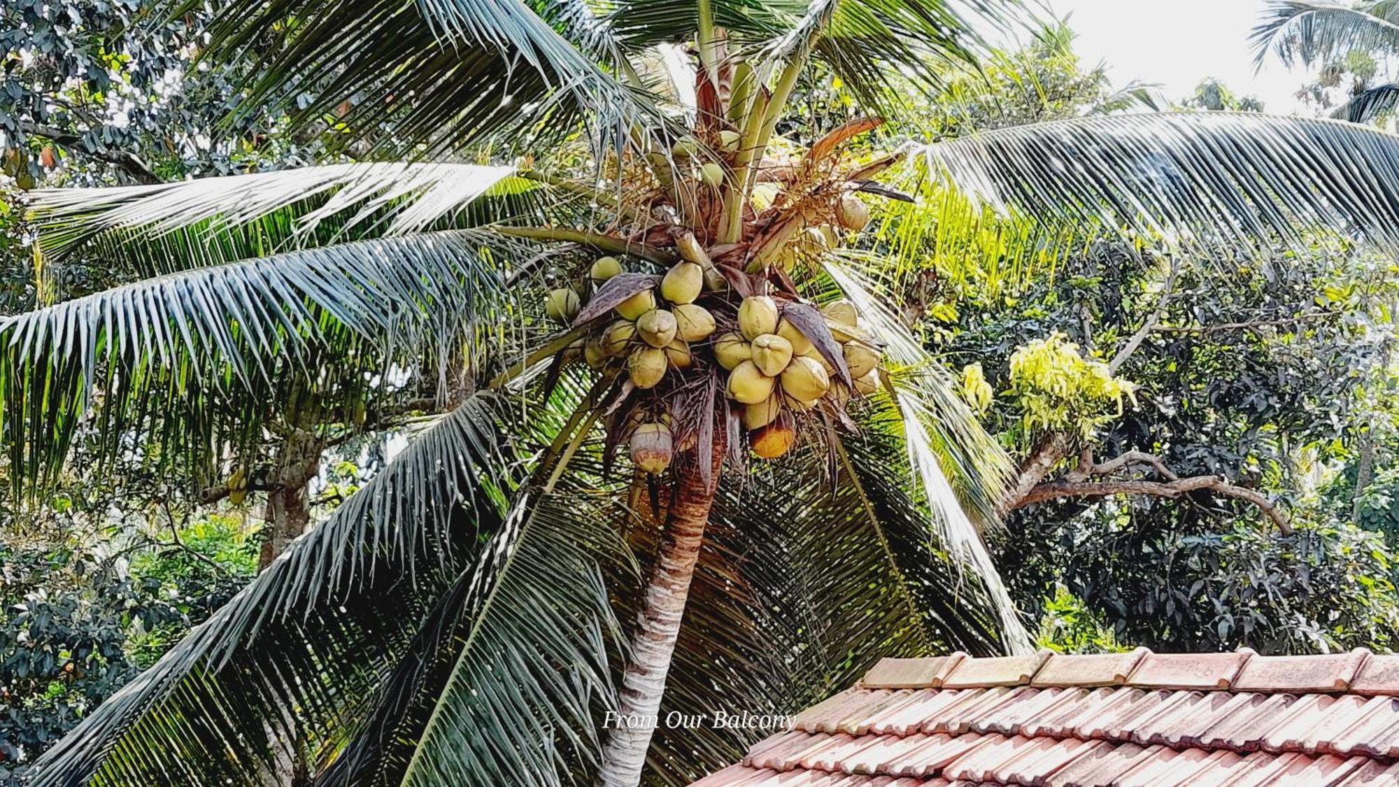 Le Meridien Bnb For Foreign Travelers Negombo Eksteriør bilde