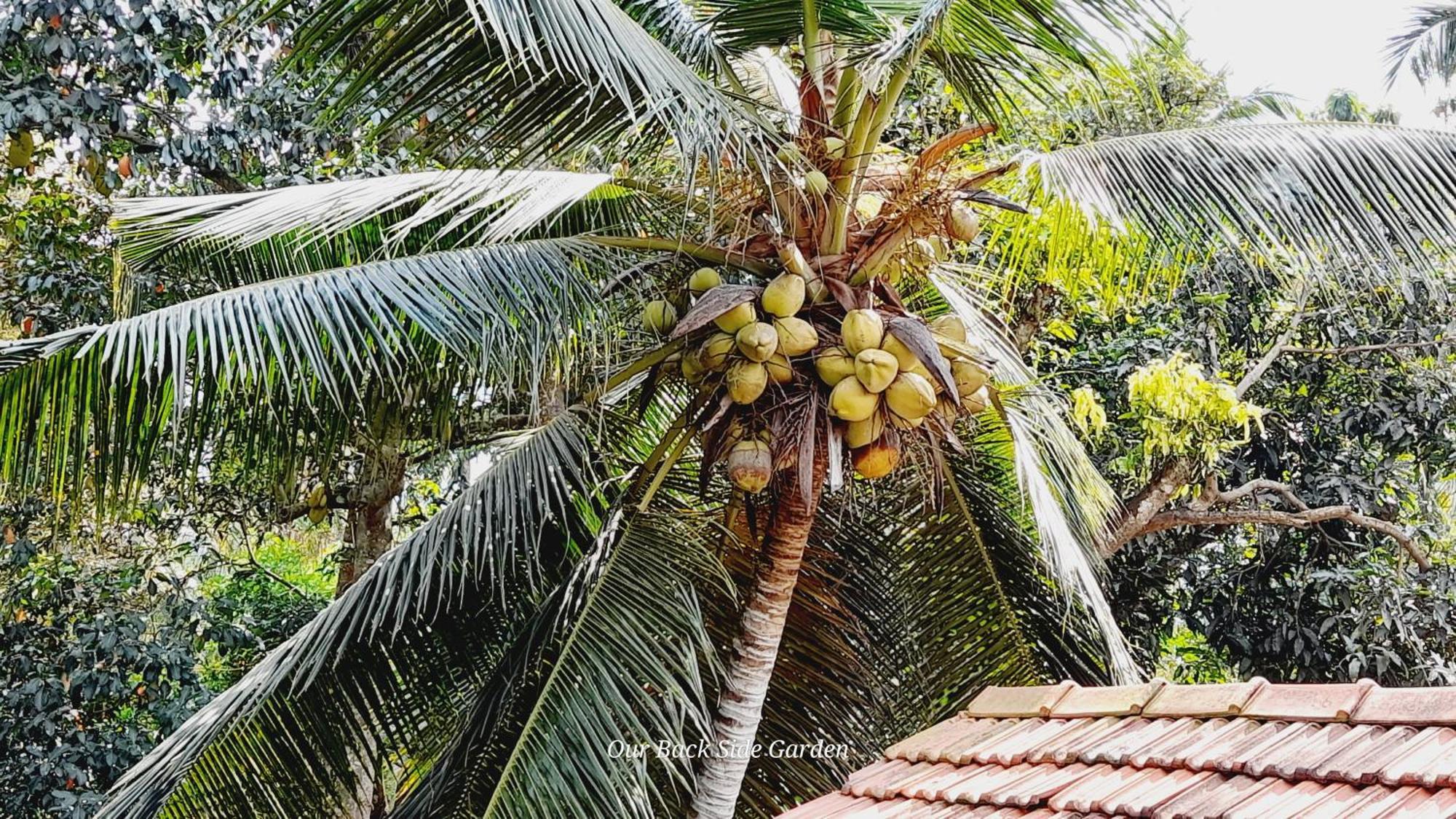 Le Meridien Bnb For Foreign Travelers Negombo Eksteriør bilde