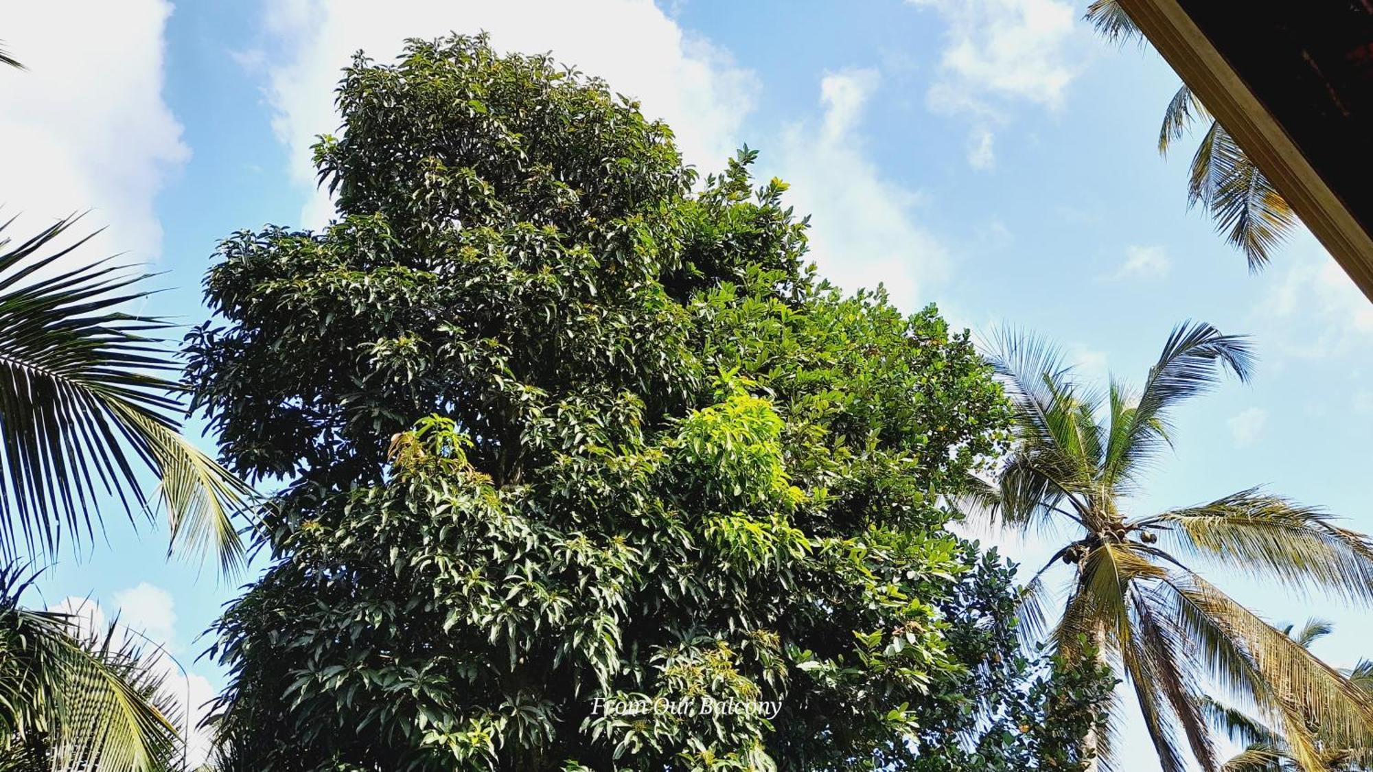 Le Meridien Bnb For Foreign Travelers Negombo Eksteriør bilde